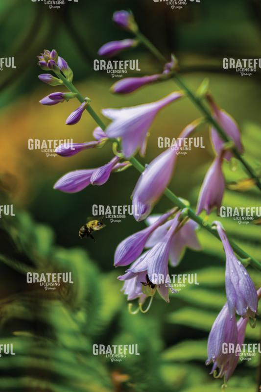 Purple Hosta Flowers And A Bee 1