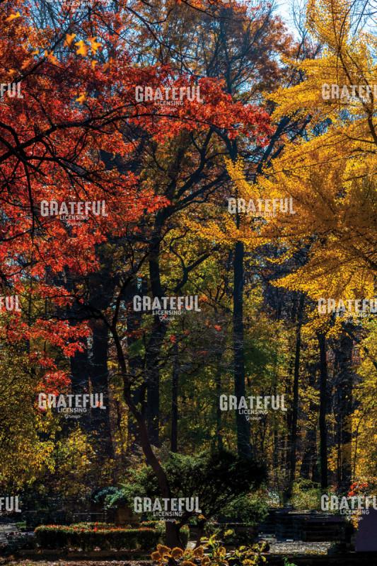 Reds and Yellows of an Ohio Autumn