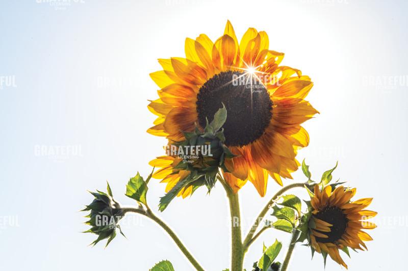 Sunflower in the Sun