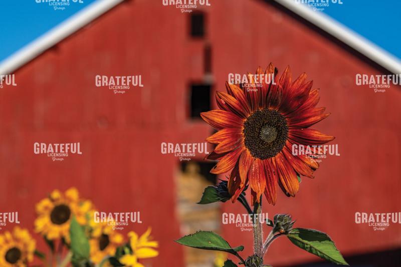 Sunflowers Against A Red Barn 2