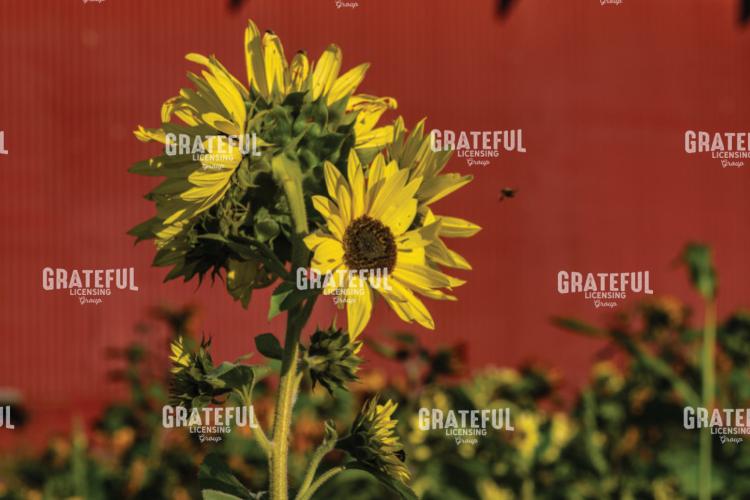 Sunflowers Against A Red Barn