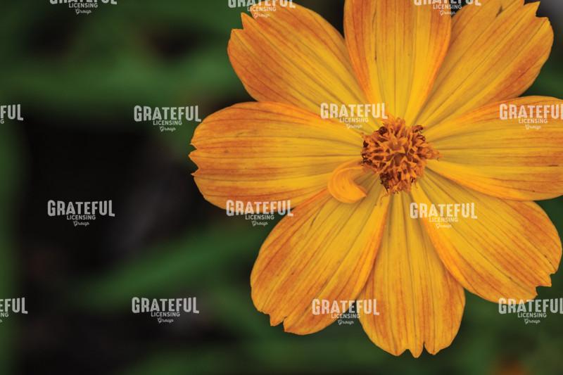 Yellow Cosmos Closeup