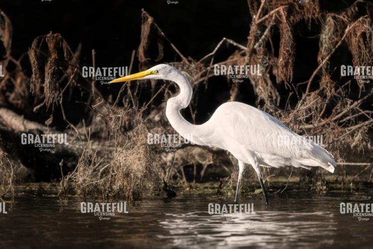 Snowy Egret