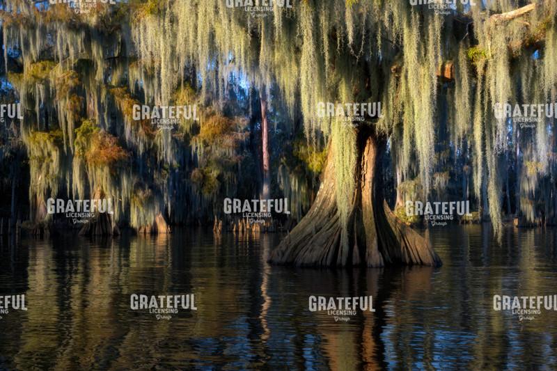 From Sunlight to Shadow