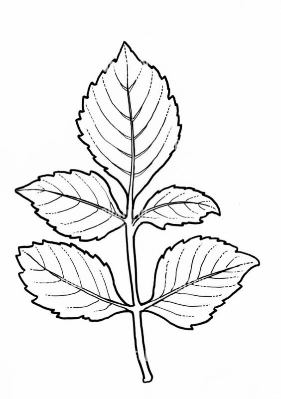 Dahlia Leaf