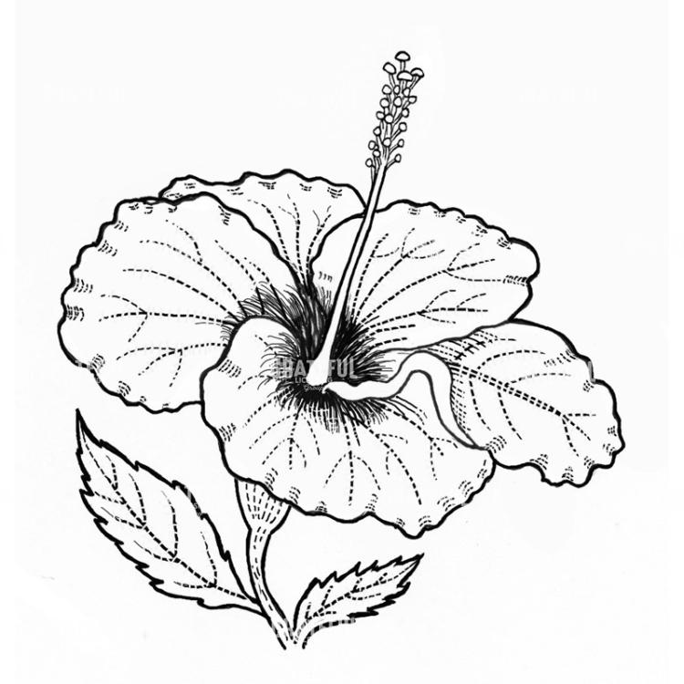 Hibiscus Flower