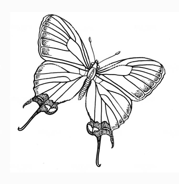 Butterfly
