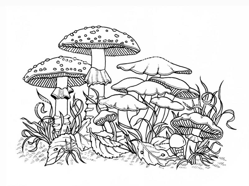 Mushrooms In The Forest