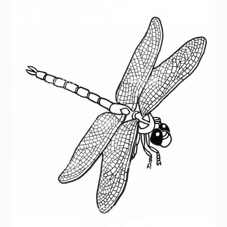 Dragonfly