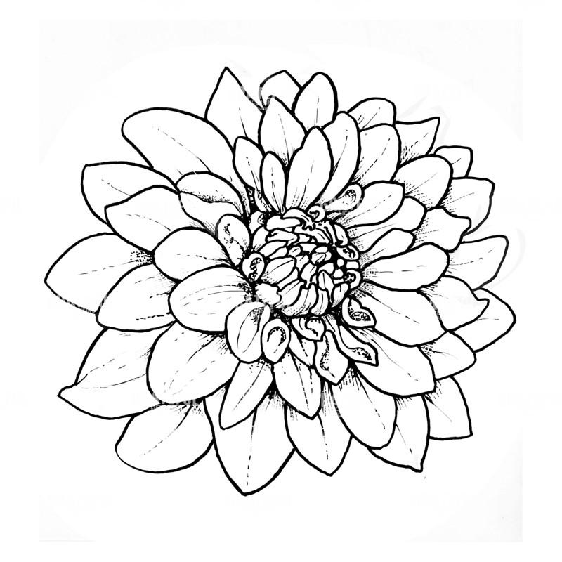 Dahlia