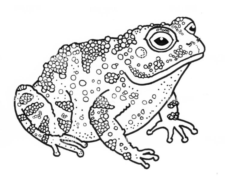Toad