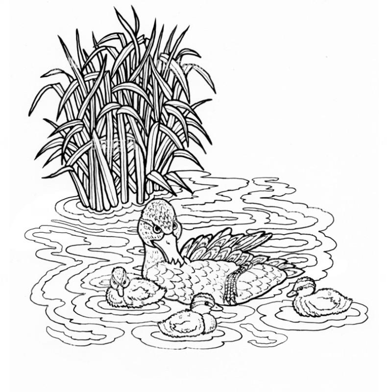 Mom And Baby Mallards