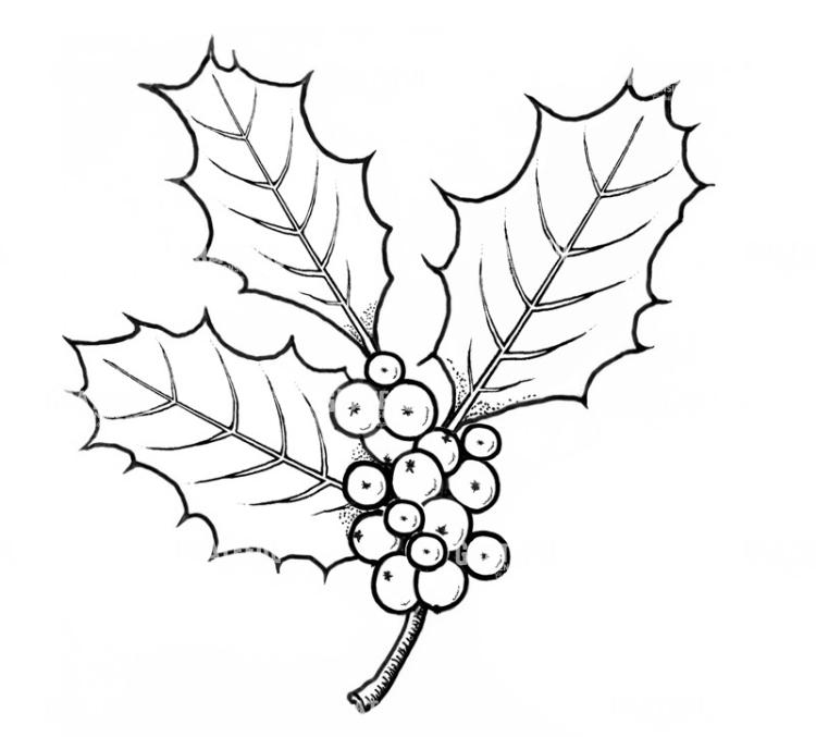 Holly