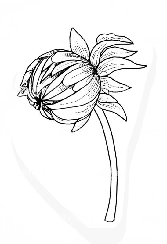 Dahlia Bud