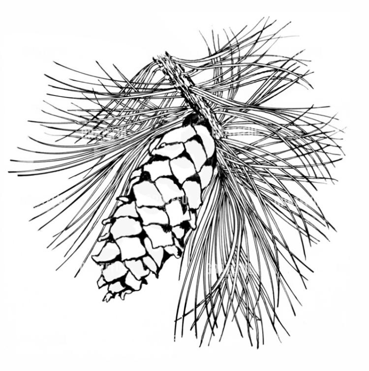 Pinecone And Needles