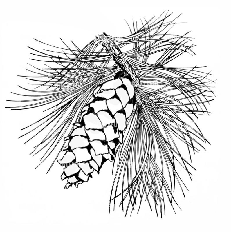 Pinecone And Needles
