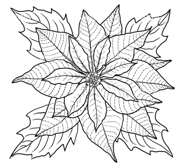 Poinsettia