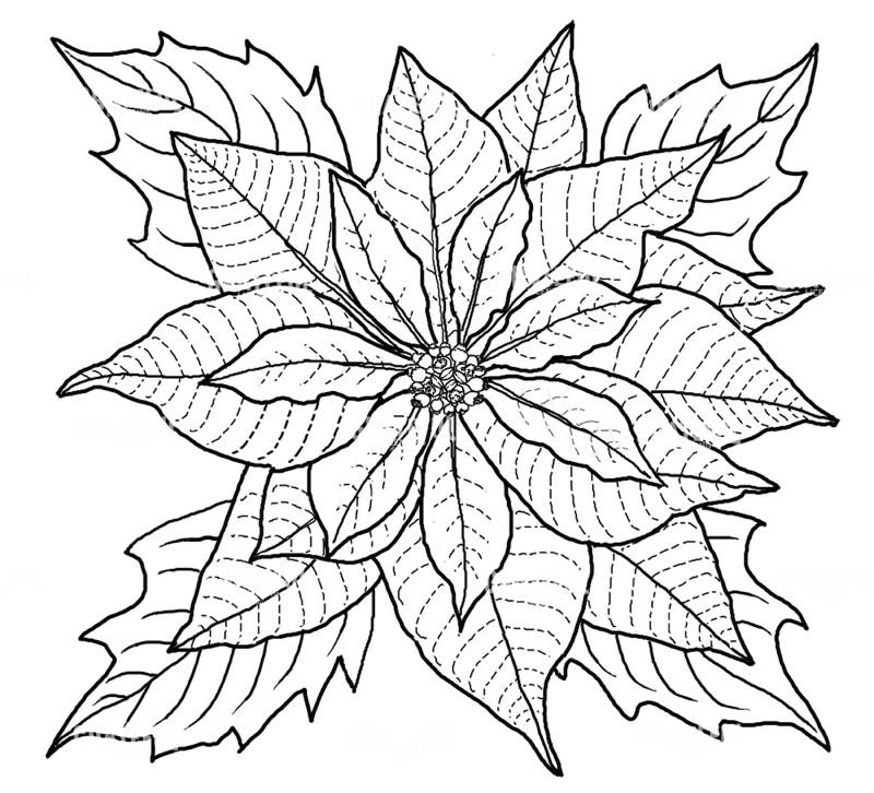 Poinsettia