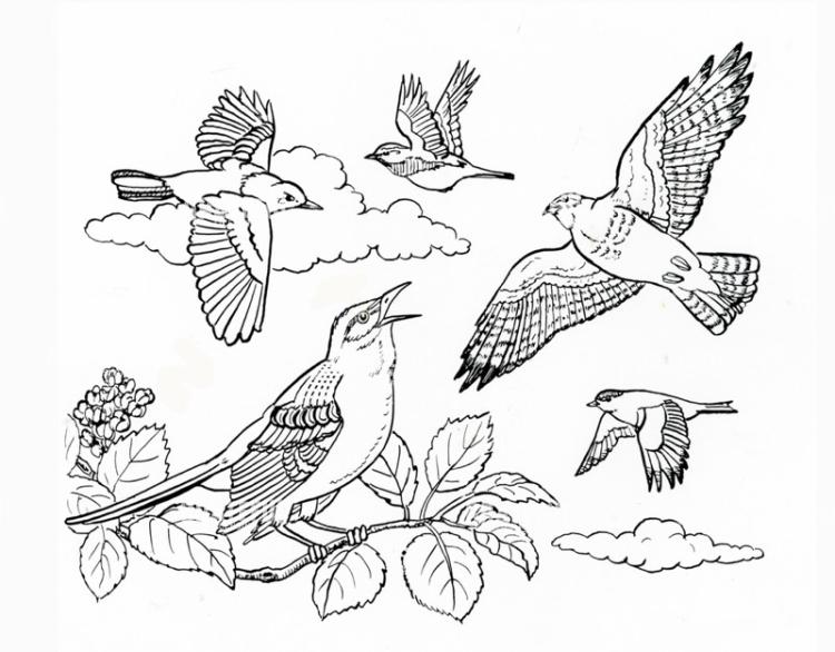Birds Flying