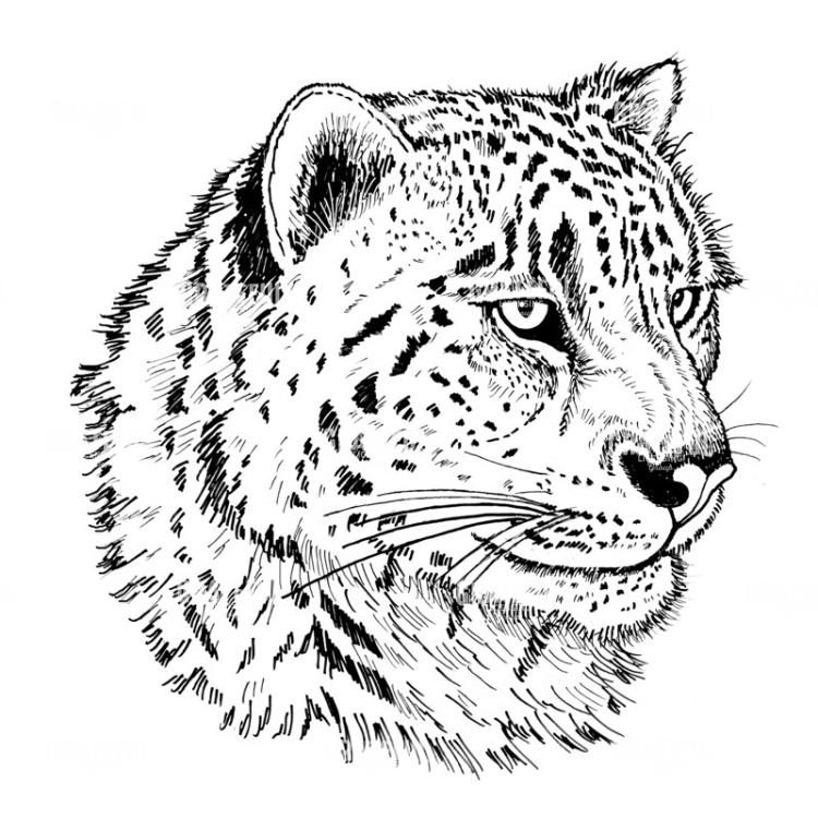Snow Leopard