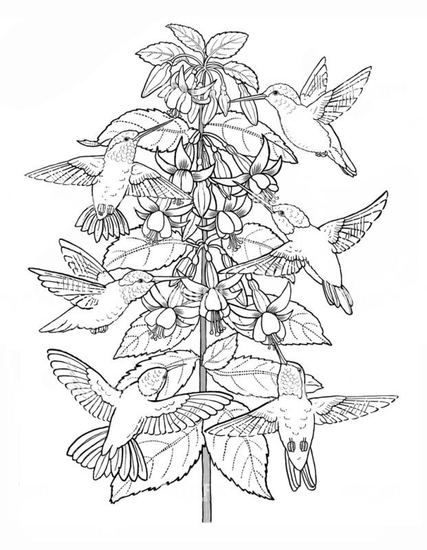 Hummingbirds And Fuchsia