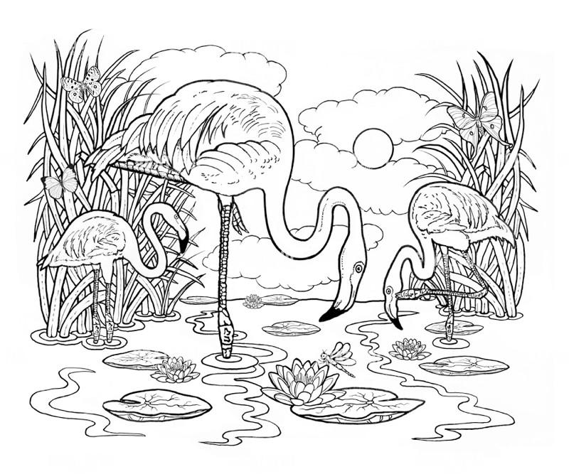 Flamingo Scene