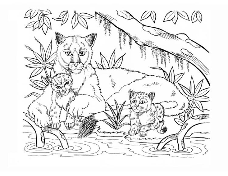 Florida Panther