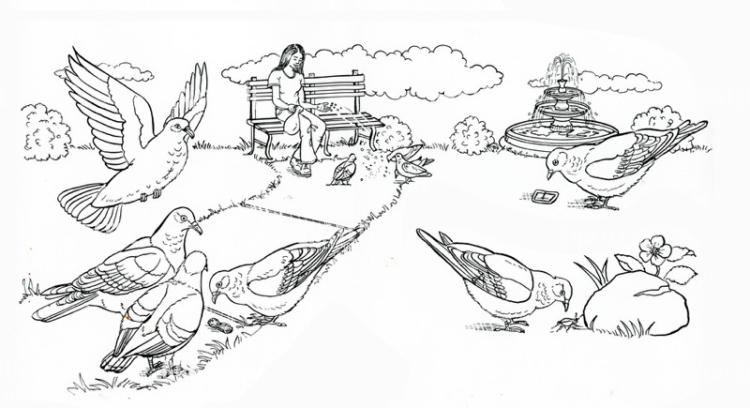 Feeding The Pigeons