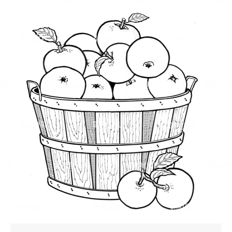 Basket Of Apples