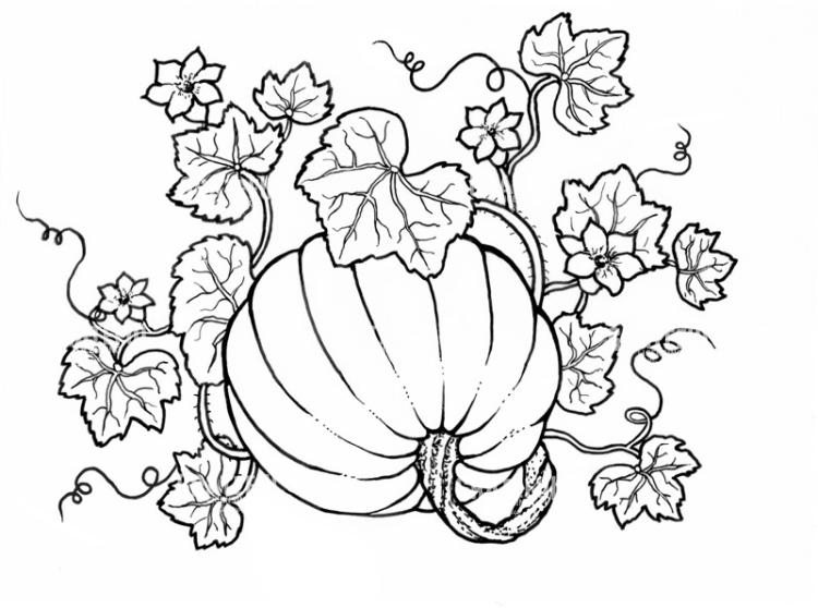 Pumpkin And Vine