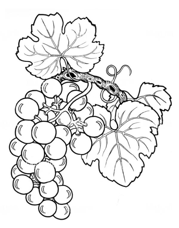 Grapes Growing Chardonnay