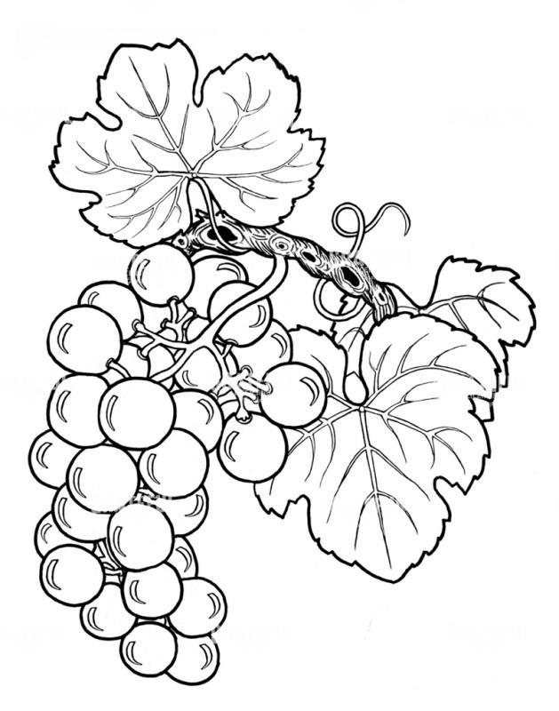 Grapes Growing Chardonnay