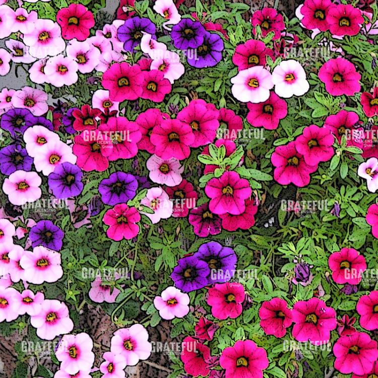 Petunias