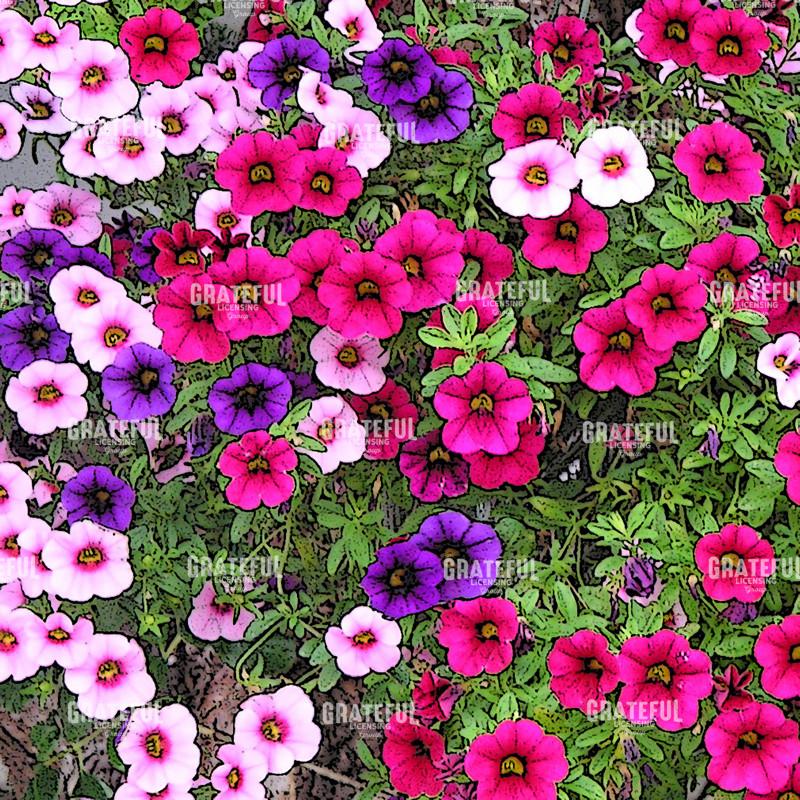 Petunias