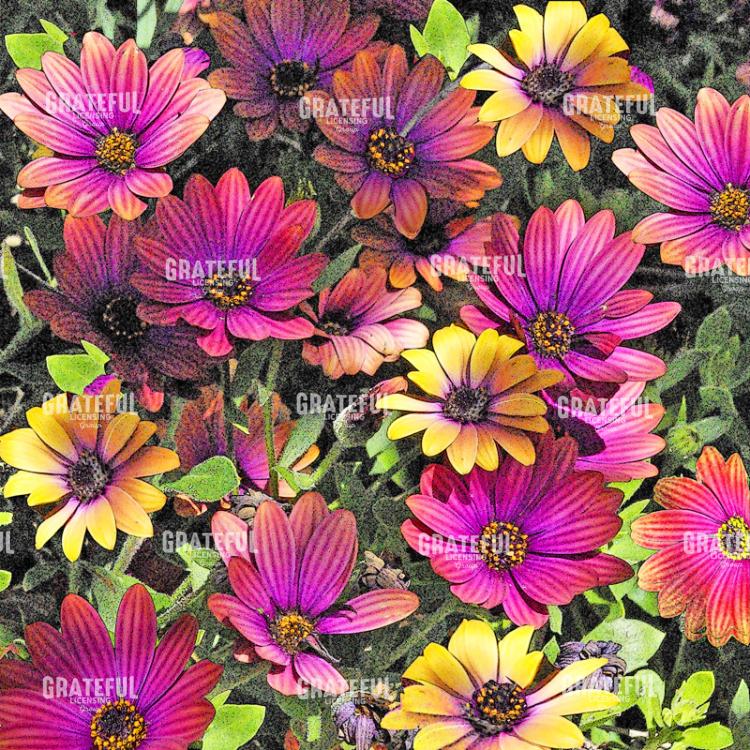 African Daisies