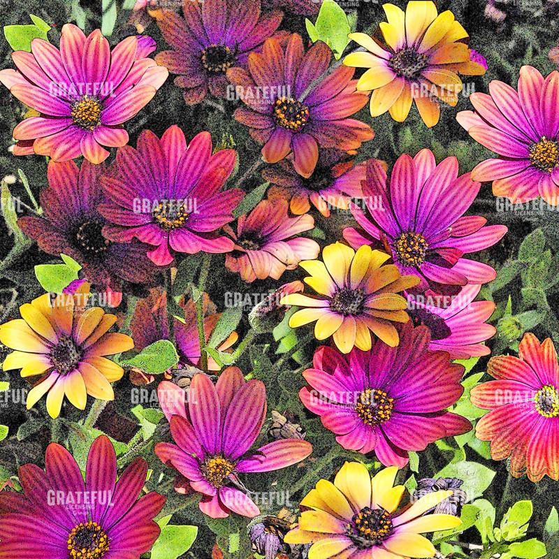 African Daisies