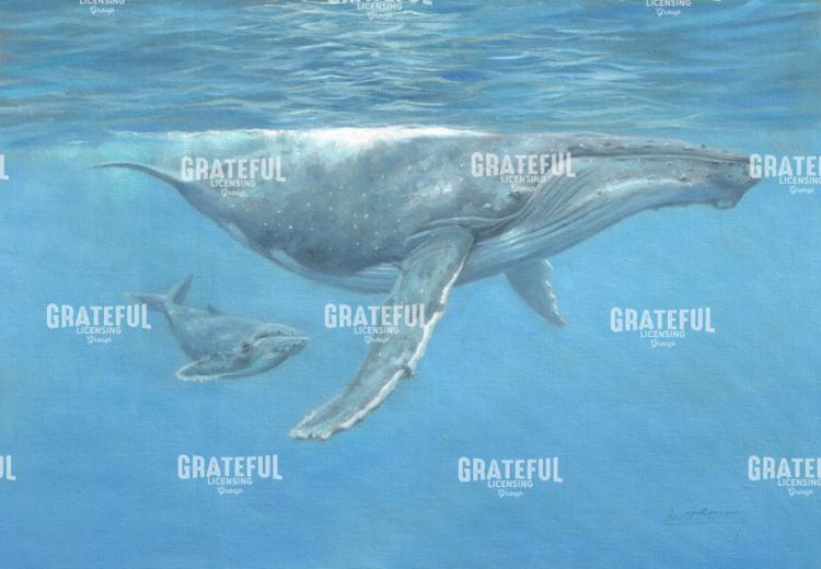 Humpback Whale