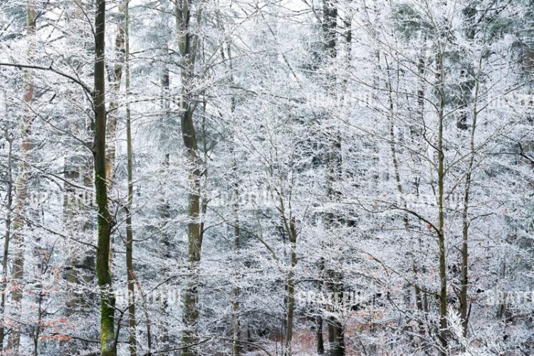 Crystalline Canopy