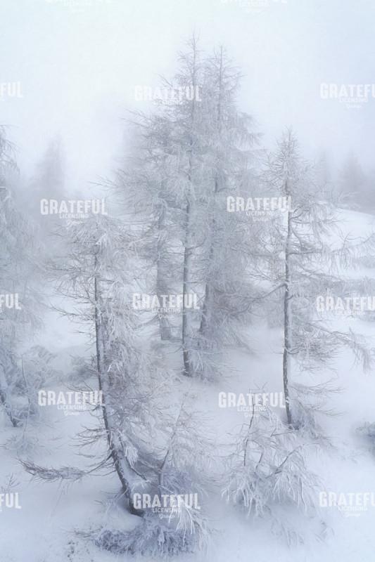 The Silence of Snow