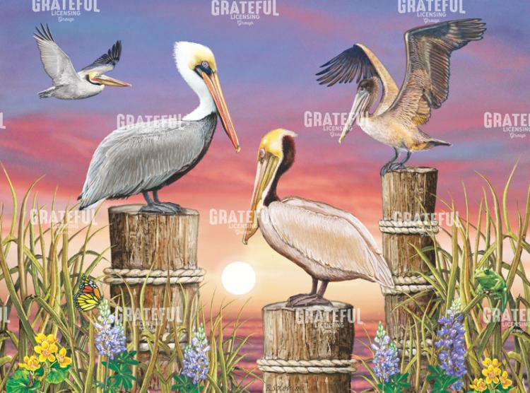 Pelicans