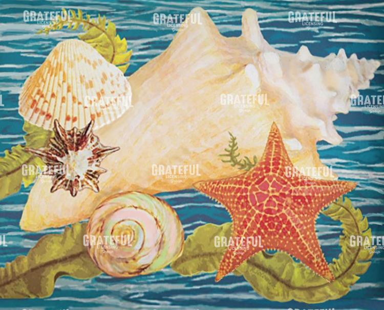 conch starfish and cockle