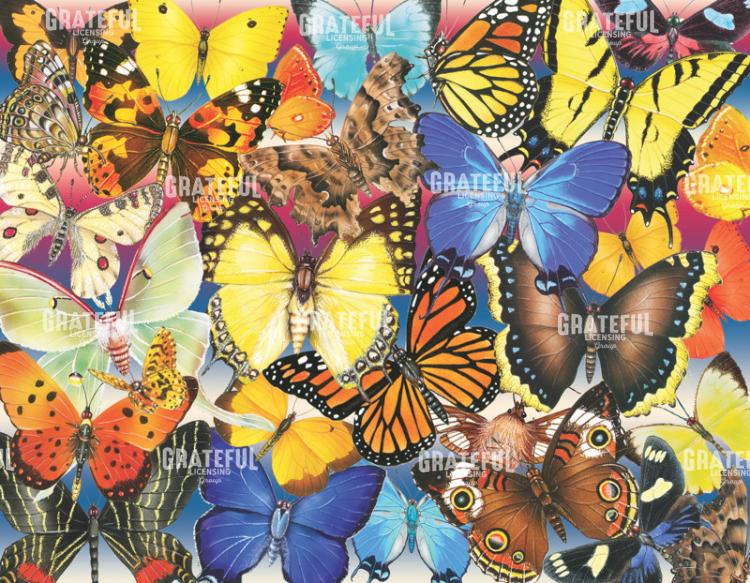 Butterflies