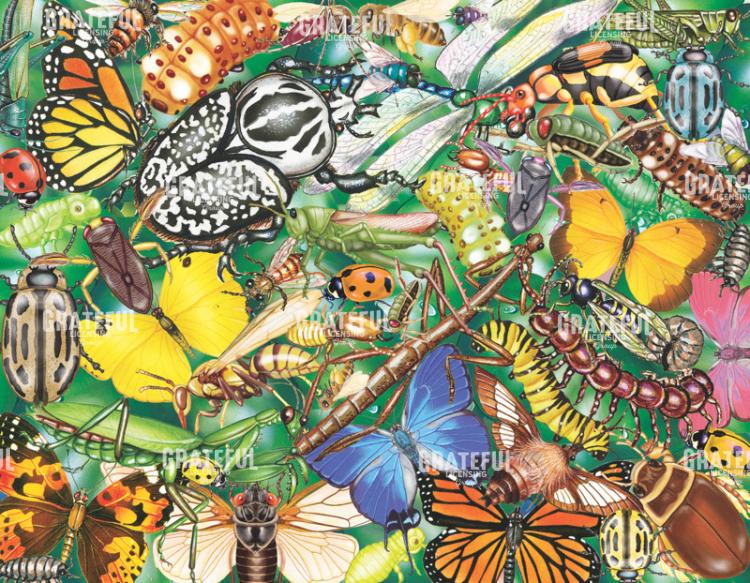 insects and butterflies bug world