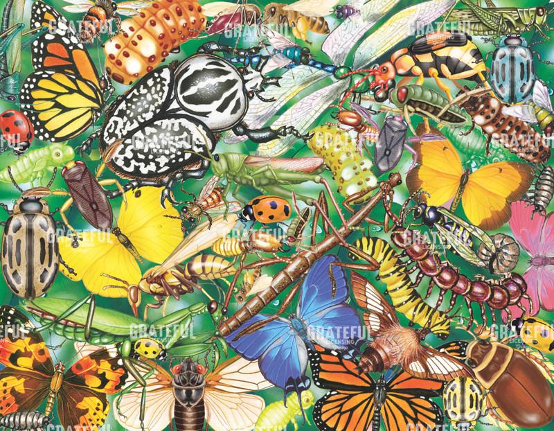 insects and butterflies bug world