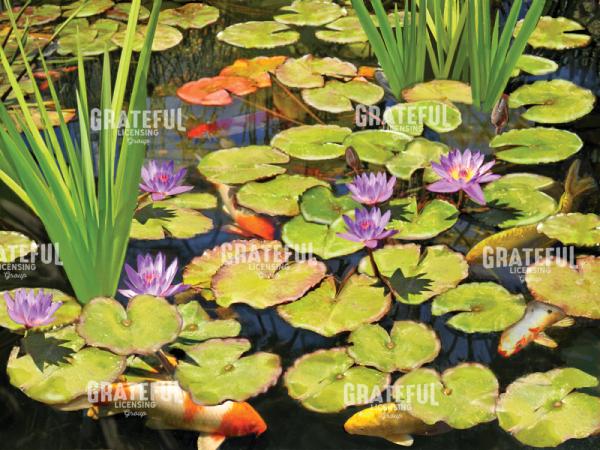 Koi Pond II