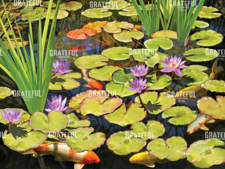 Koi Pond II
