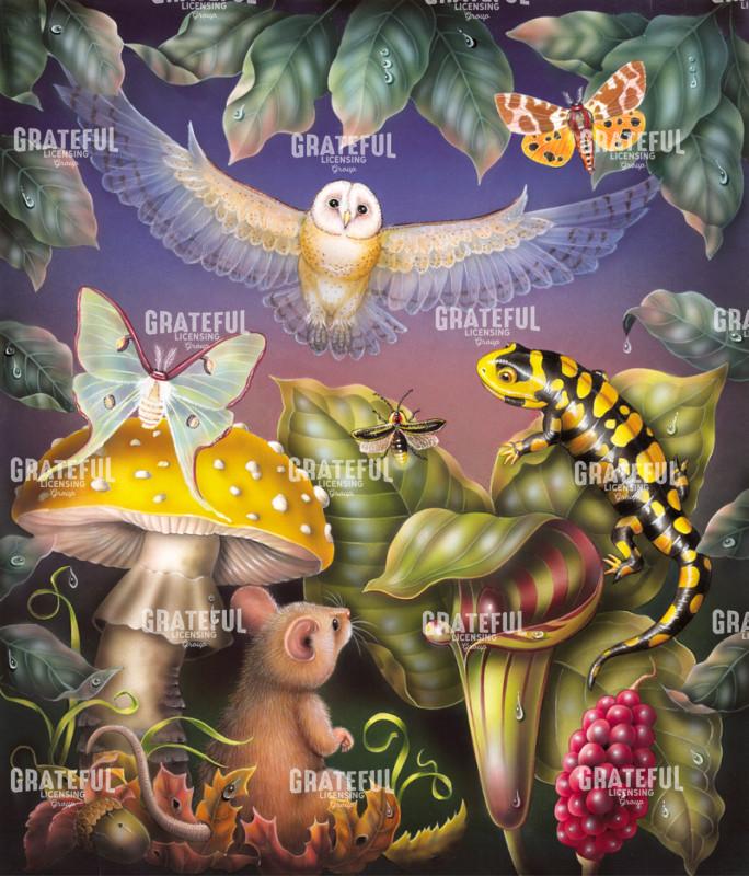 night owl iguana butterflies