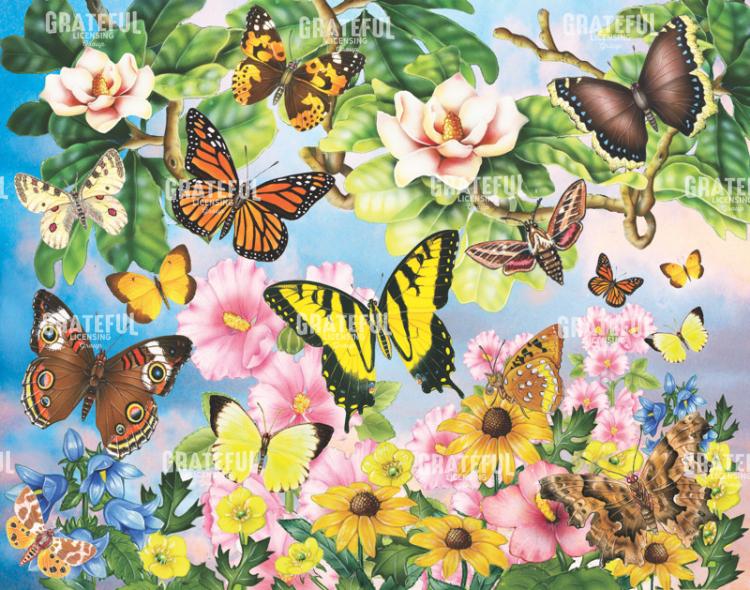 North American butterflies