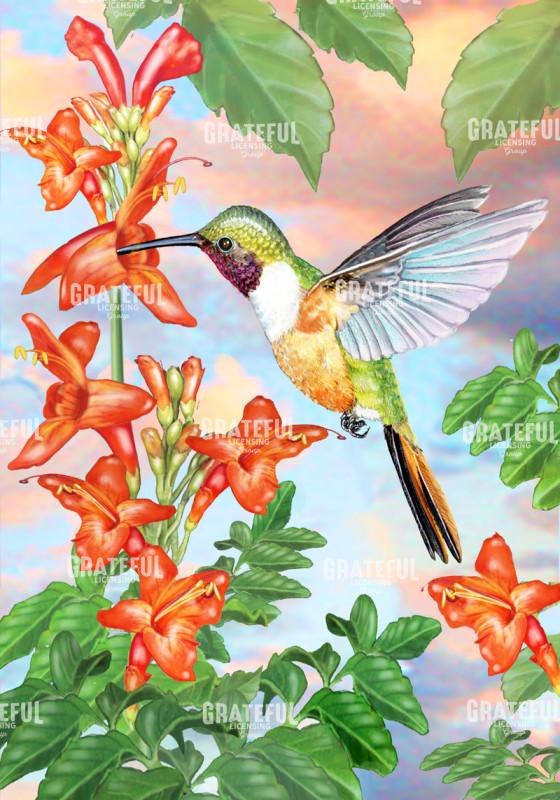 Bahama Woodstar in Honeysuckle 2