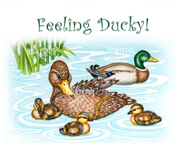 Feeling Ducky